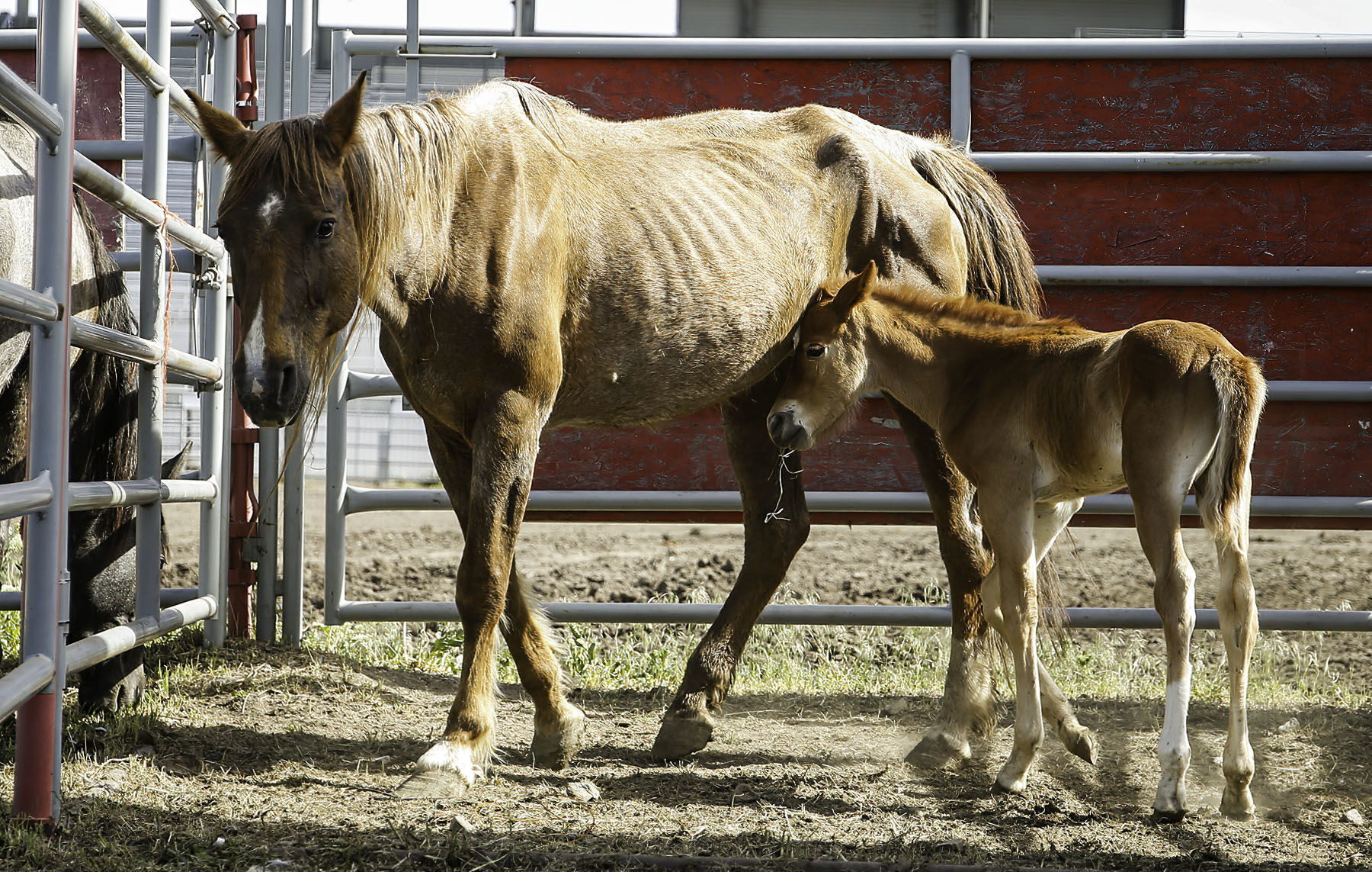 Seized horses